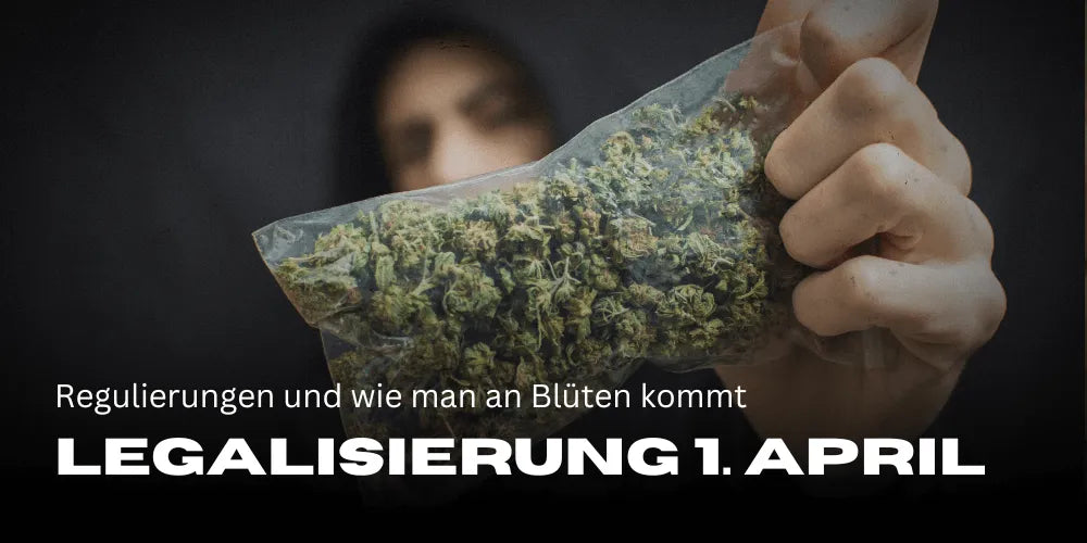 Cannabis Legalisierung 1. April 2024: Regulierungen