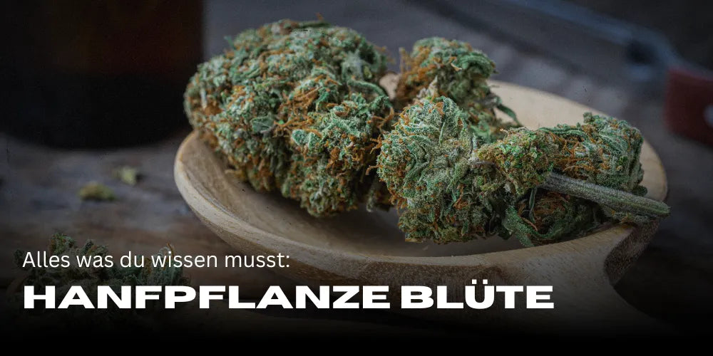 Hanfpflanze Blüte: Alles, was du wissen musst-Smagro GmbH