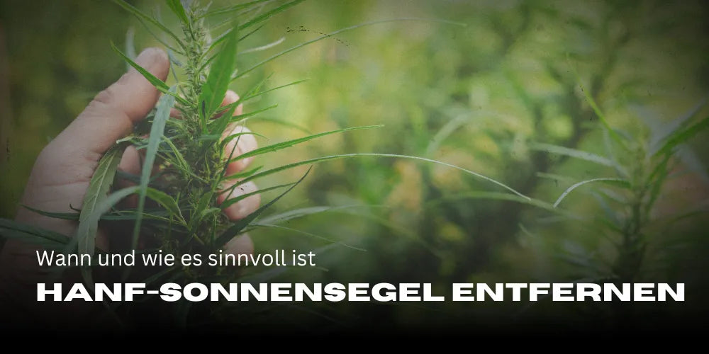 Hanf-Sonnensegel entfernen: Wann und wie es sinnvoll ist-Smagro GmbH