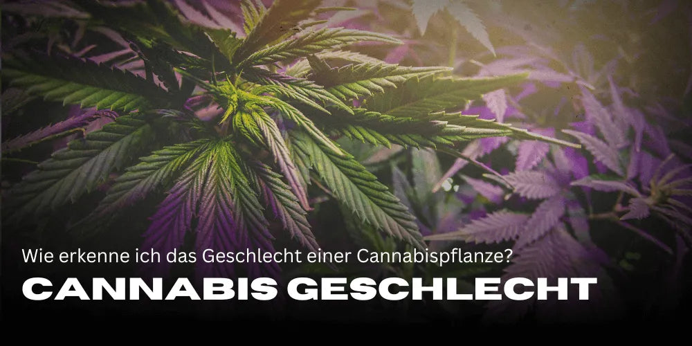 Cannabis Geschlecht erkennen: Dein einfacher Guide für Grower-Smagro GmbH