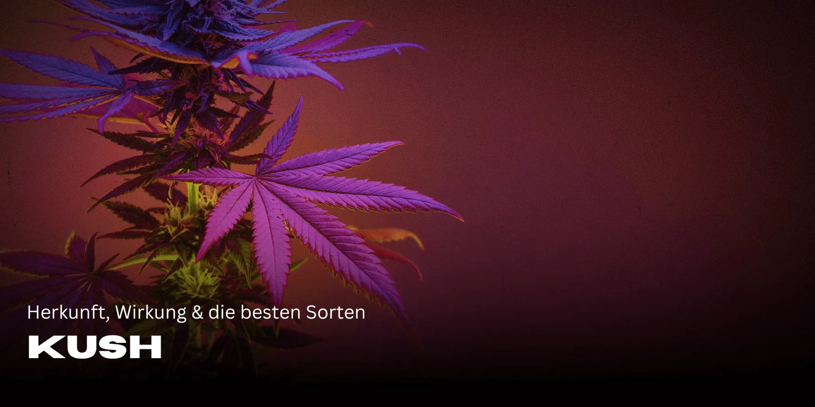 Kush: Herkunft, Wirkung & die besten Sorten im Überblick-Smagro GmbH