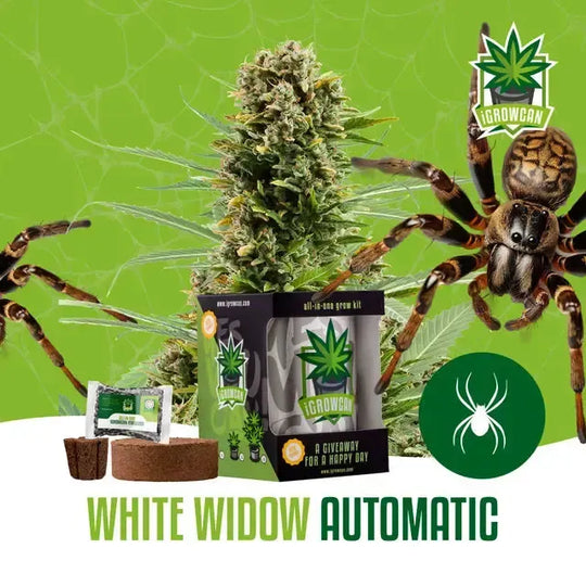 All-in-One Grow Kit: White Widow Auto (iGrowCan)-HHCFriends
