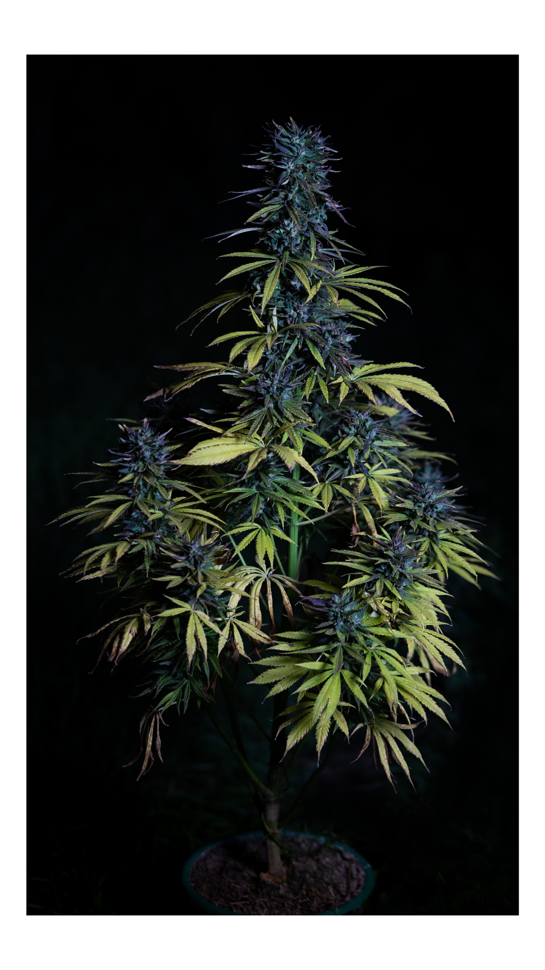 Blue Dream Strains 3