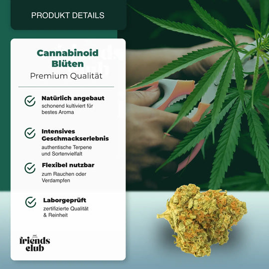 CBD Blüten Gorilla Glue 1g - hhcfriends