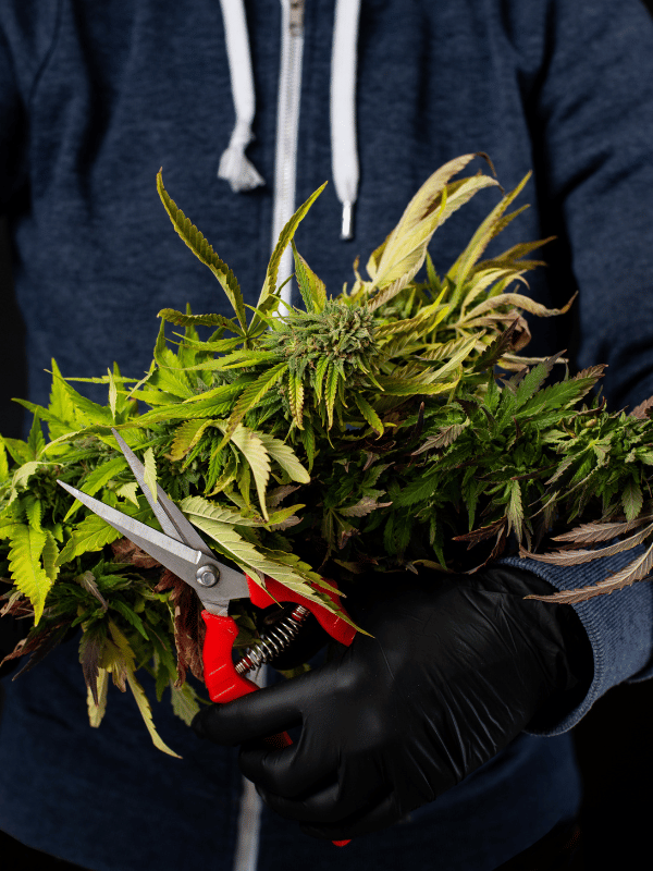 Cannabis schneiden