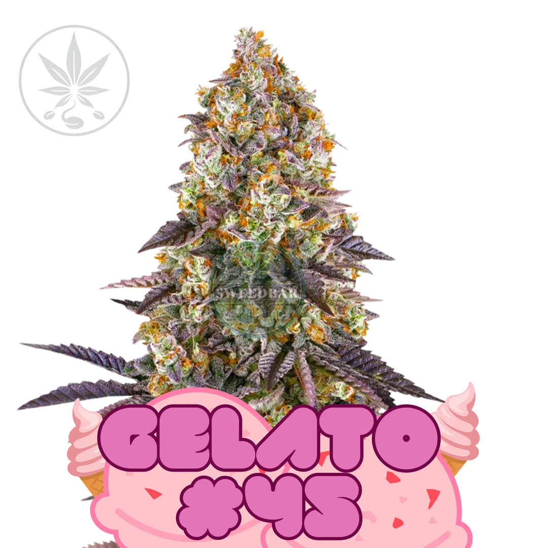 Premium Cannabis Stecklinge Gelato #45-HHCFriends