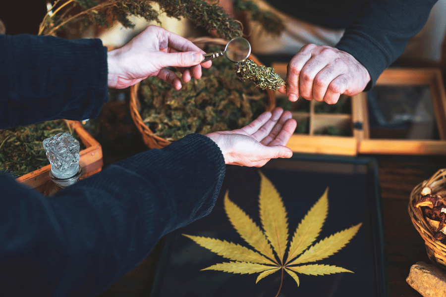 Cannabis Anleitung