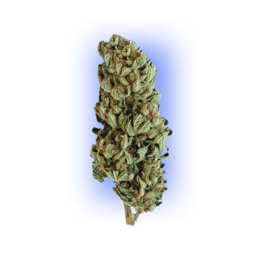 Cannabis Seeds Gorilla XL auto. 3 Stück-HHCFriends