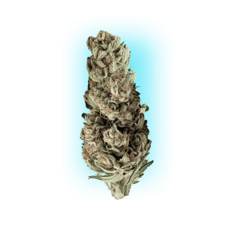 Cannabis Seeds Runtz x Skywalker OG 3 Stück-HHCFriends