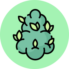 10-OH Blüten