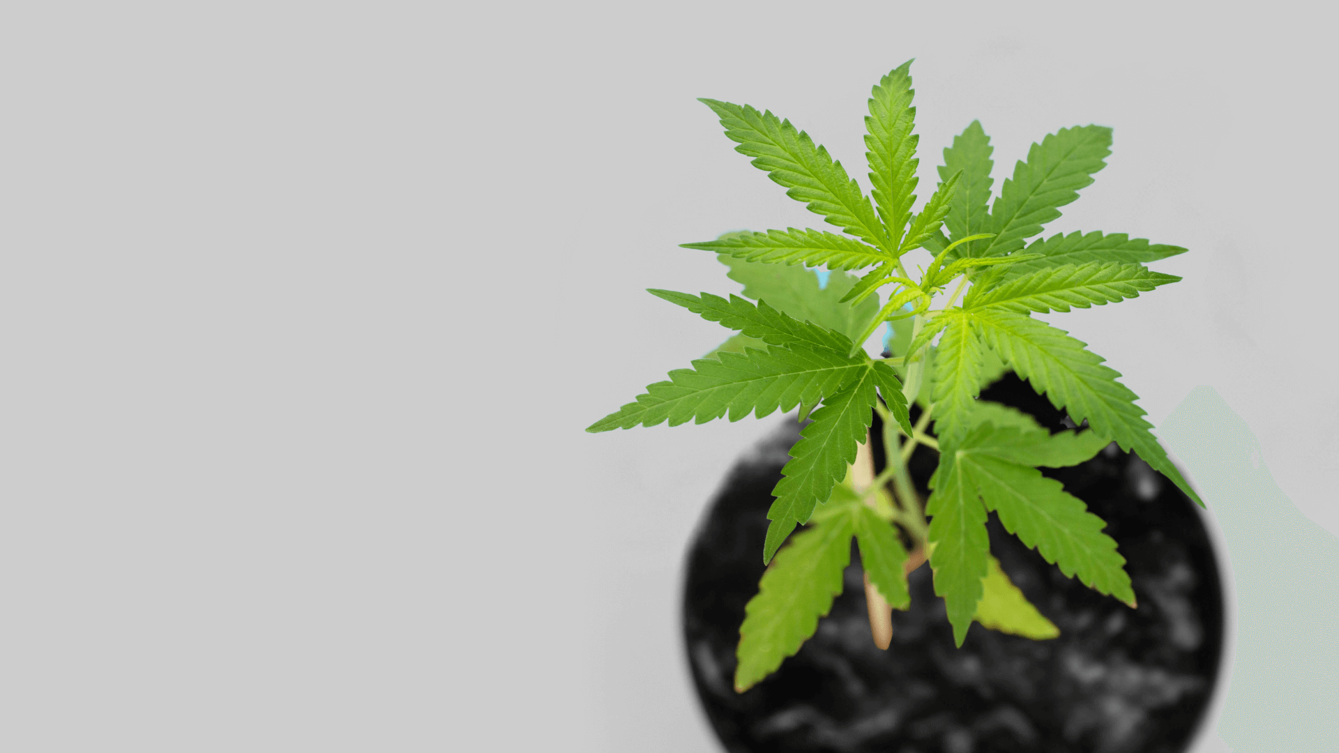 Cannabis Keimling