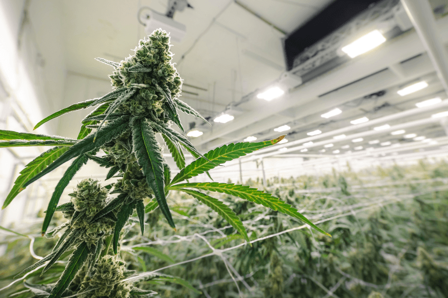 cannabis_fimming