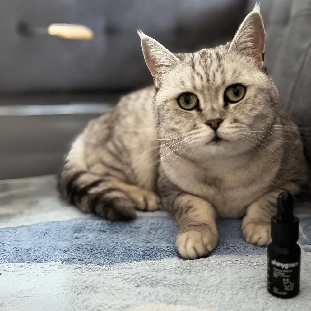 CBD-Öl für Katzen 5% HHCFriends