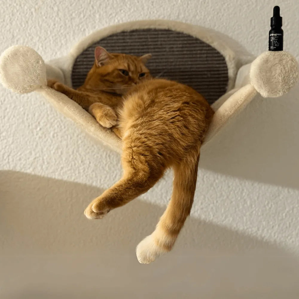 CBD-Öl für Katzen 5% HHCFriends