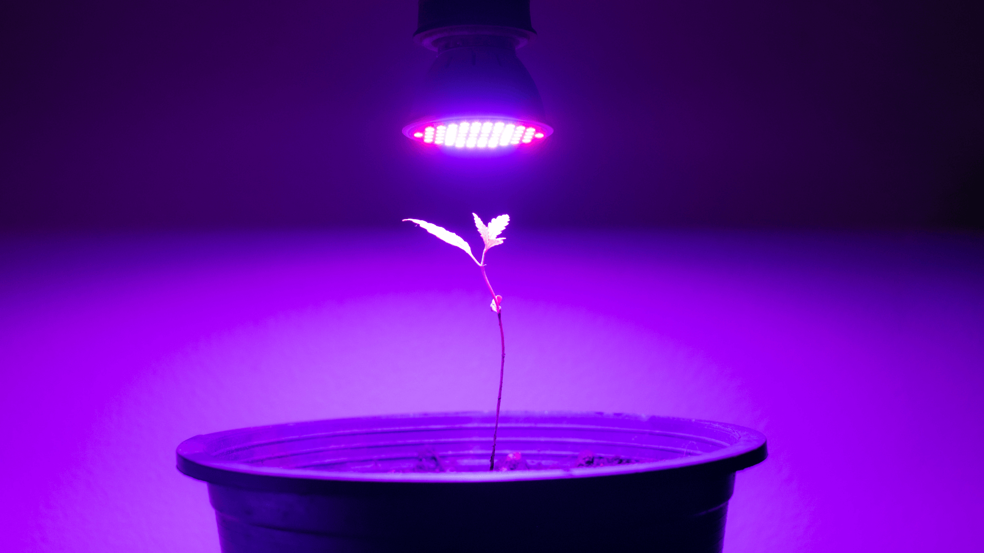 Feminisierte Cannabissamen