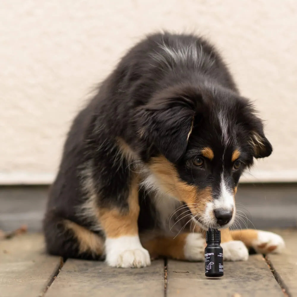 CBD Öl für Hunde 5% HHCFriends