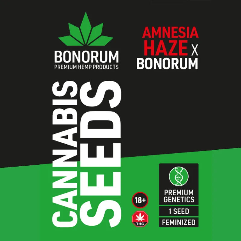 Amnesia Haze Original Samen THC 🌱-HHCFriends