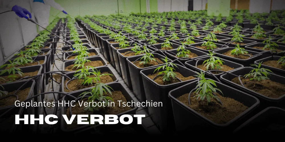 HHC Verbot Tschechien Februar 2024