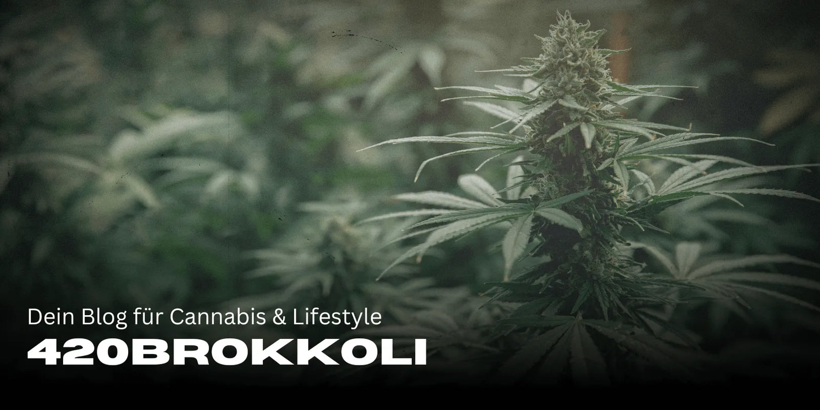 420Brokkoli – Dein Blog für Cannabis & Lifestyle 🌿