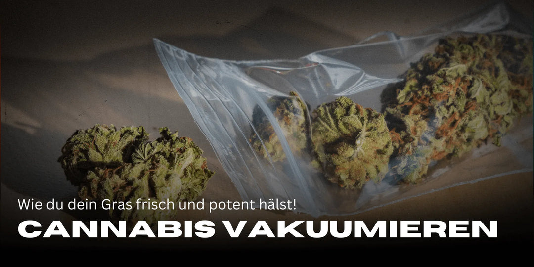 Cannabis vakuumieren: So bleibt es lange frisch und potent