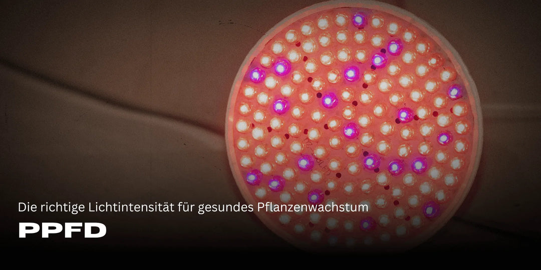 PPFD: Die richtige Lichtintensität für gesundes Pflanzenwachstum