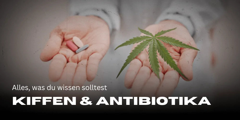 Antibiotika und Cannabis: Alles, was du wissen solltest