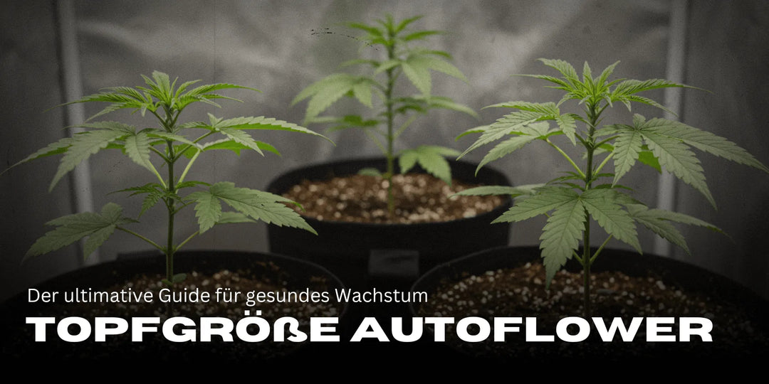 Topfgröße für Autoflower: Die ideale Topfgröße für schnelles Wachstum