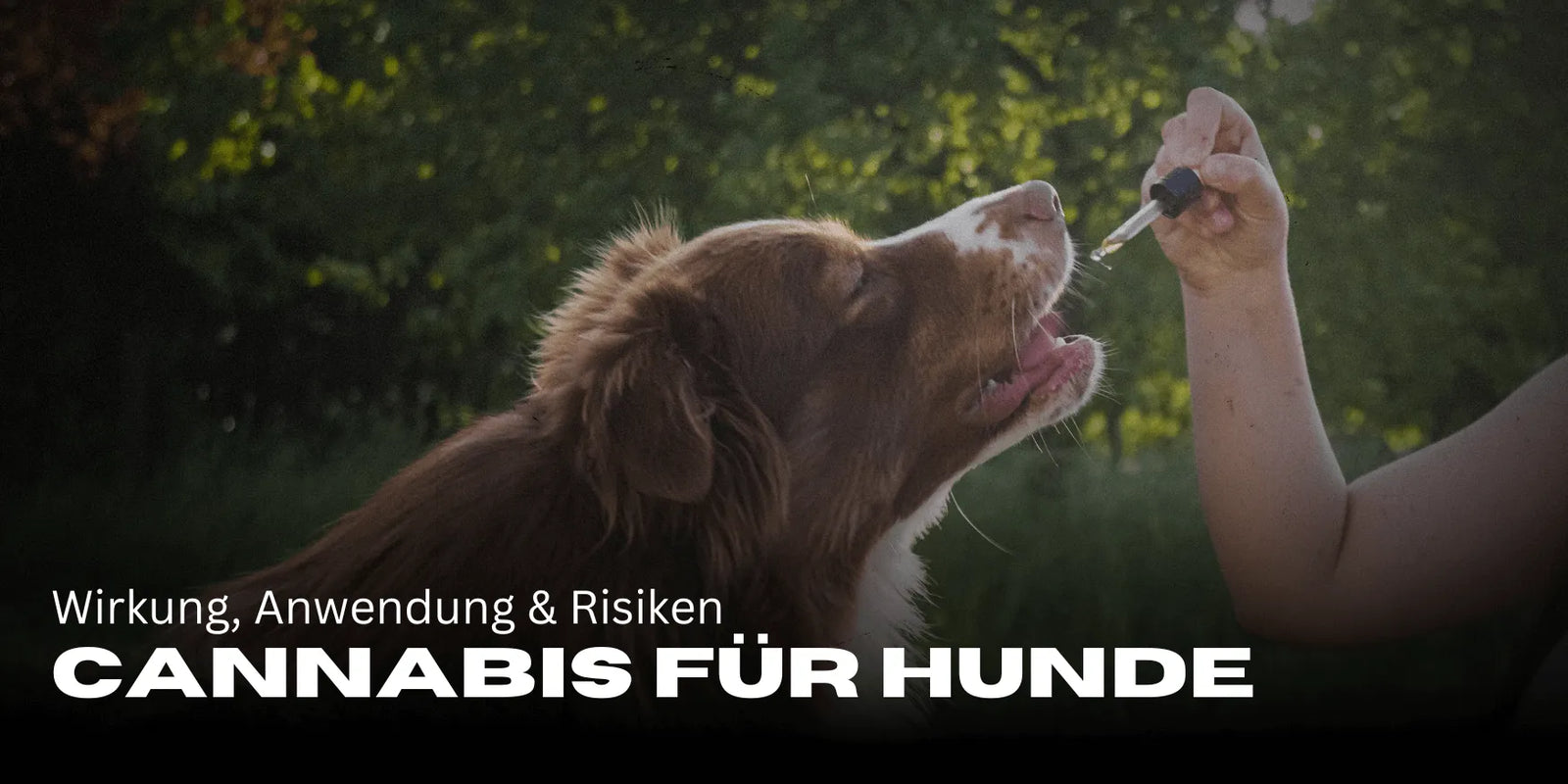 Cannabis für Hunde