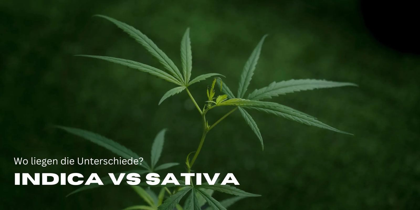Indica vs. Sativa – Was taugt mehr? Der große Cannabis-Check!-Smagro GmbH