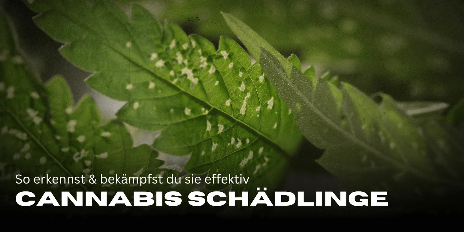Cannabis Schädlinge: So erkennst & bekämpfst du sie effektiv-Smagro GmbH