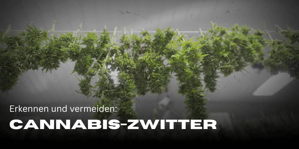 Zwitter bei Cannabispflanzen: Erkennen, Verhindern und richtig Handeln-Smagro GmbH