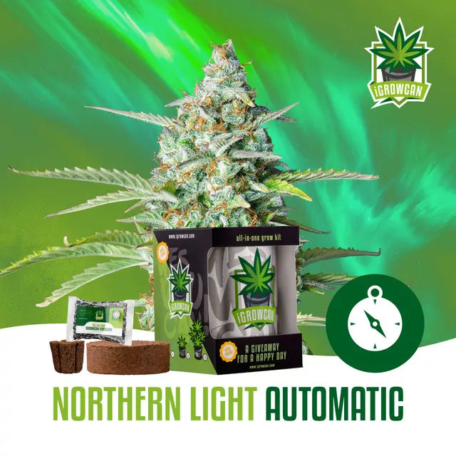 Cannabis-Blüten-Mockup in künstlerischem Design.