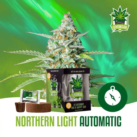 Cannabis-Blüten-Mockup in künstlerischem Design.