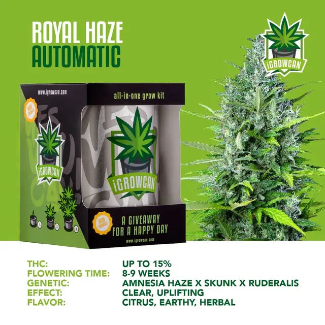 Super Lemon Haze Blüten in einer Mockup-Darstellung.