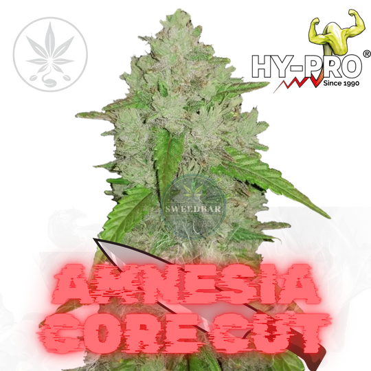 Cannabis Stecklinge Amnesia Core Cut