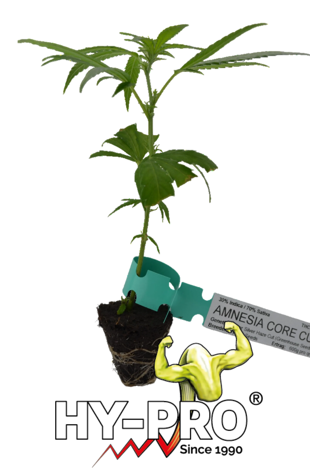 Cannabis Stecklinge Amnesia Core Cut