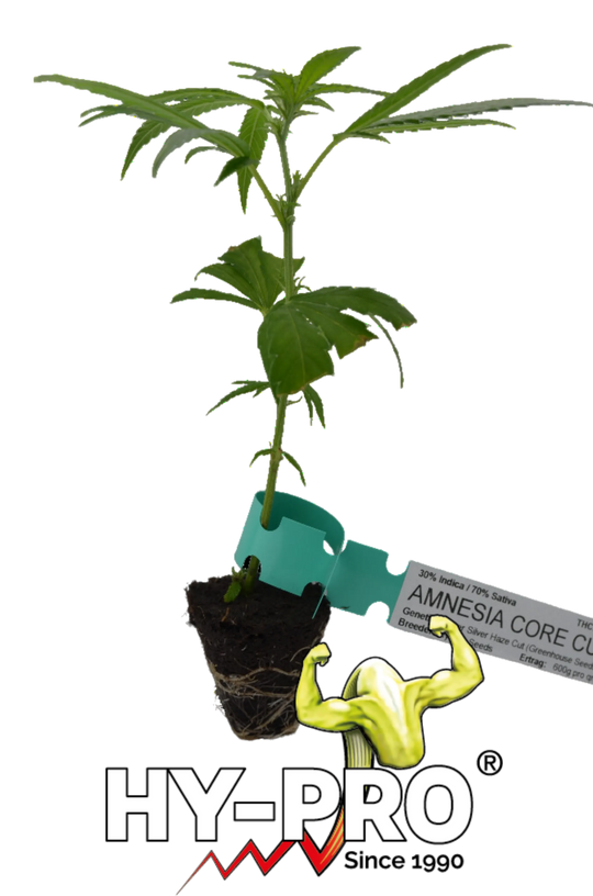 Cannabis Stecklinge Amnesia Core Cut