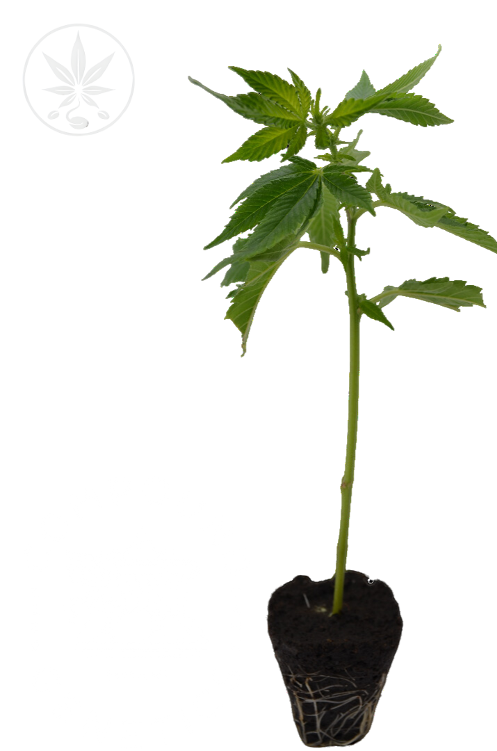 Apples Bananas Compound Genetics Steckling