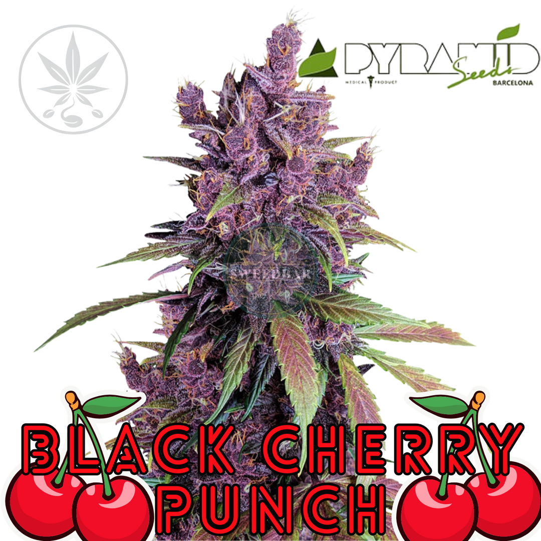 Black Cherry Punch Pyramid Seeds