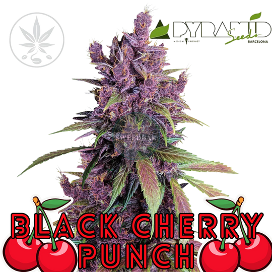 Cannabis Steckling Black Cherry Punch