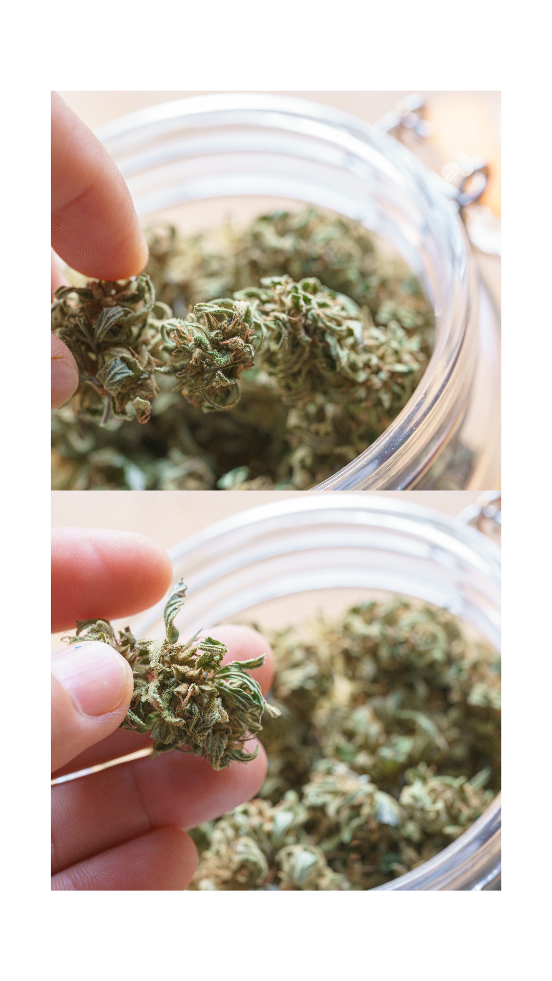 Blue Dream Strains
