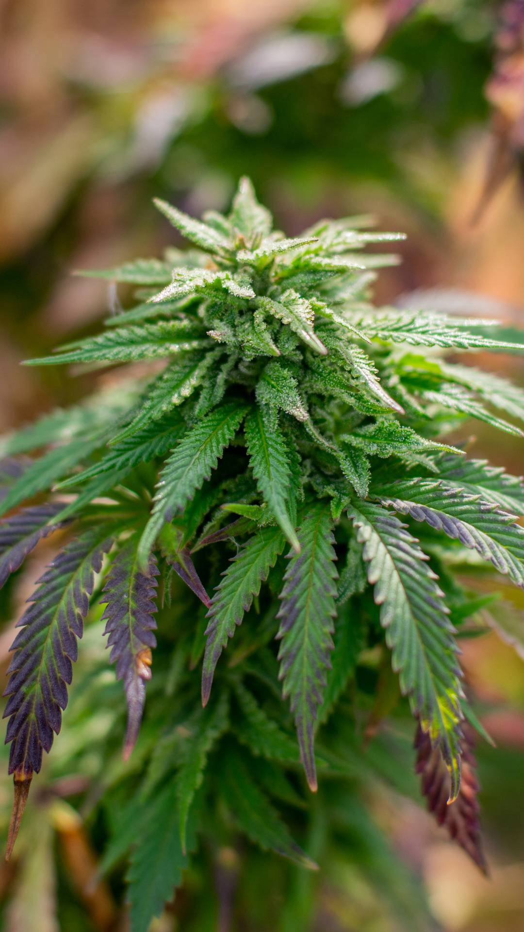 Blue Dream
