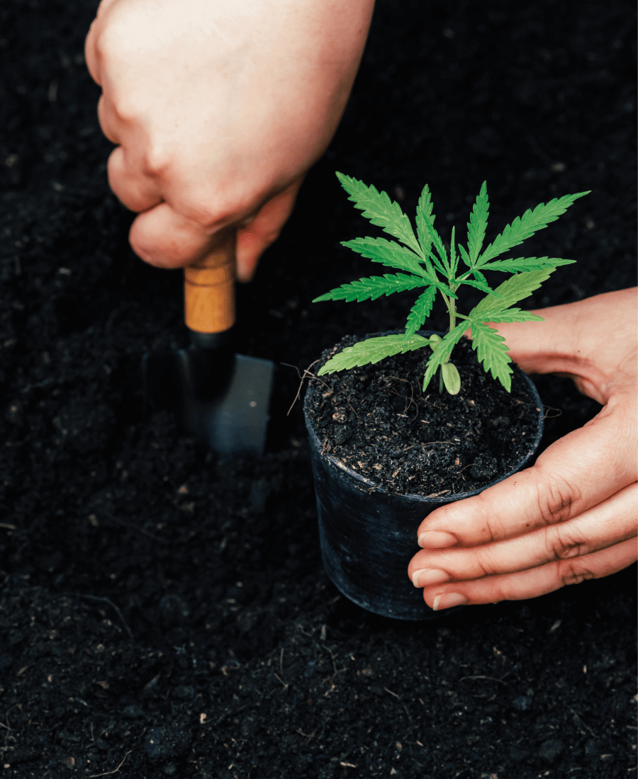 Cannabis Pflanze einbudeln