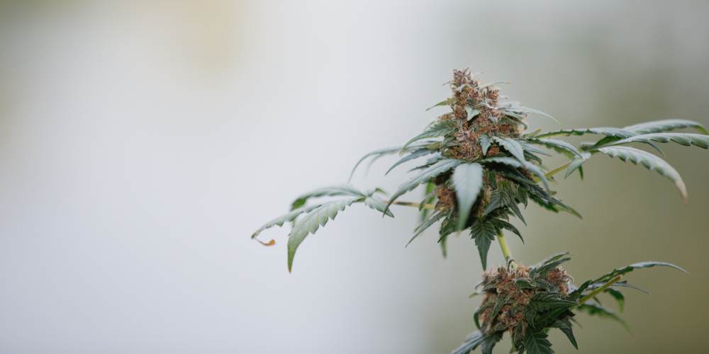 Cannabis Pflanze mit Blüten