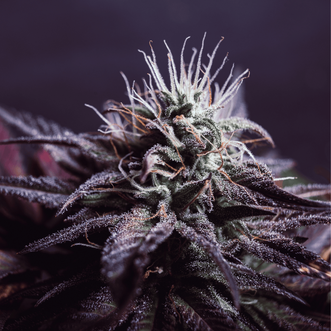 Cannabis Blüten