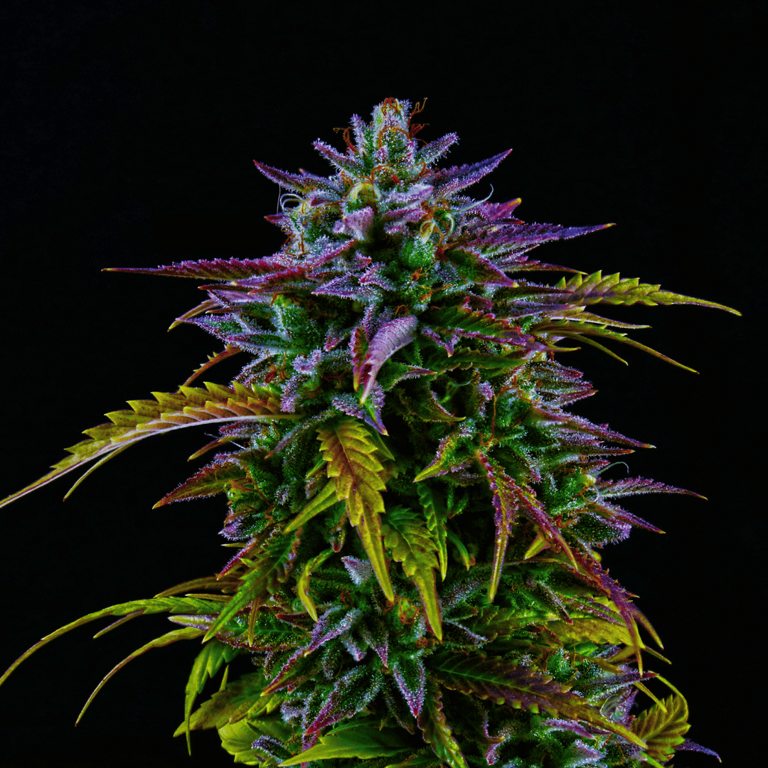 Cannabis Blüten