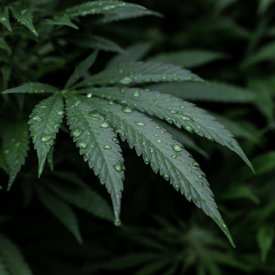 Cannabis Blüten