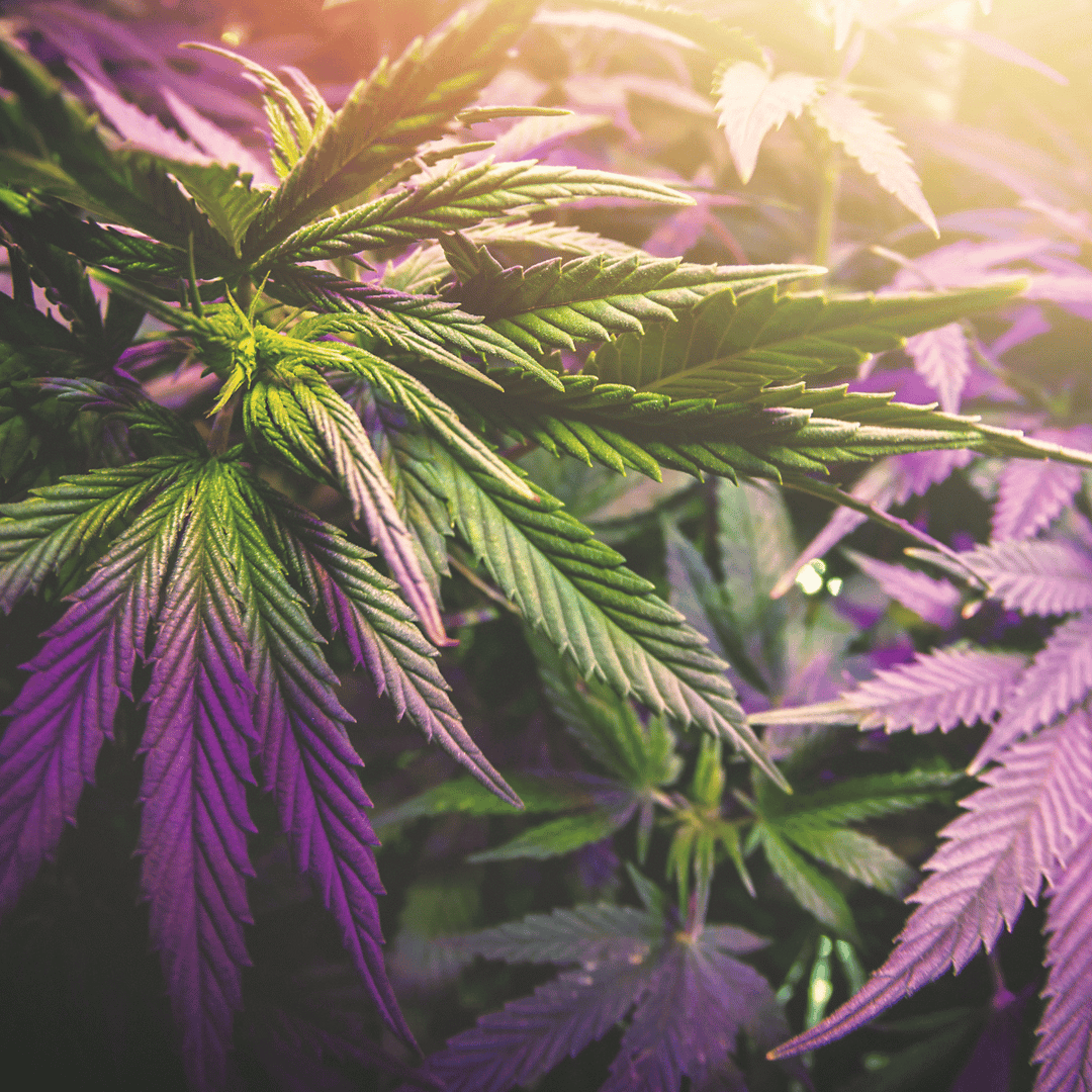 Cannabis Blüten Lemon Haze