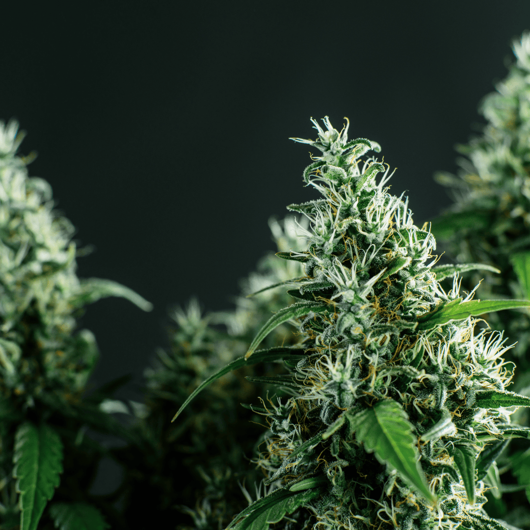 Cannabis Blüten