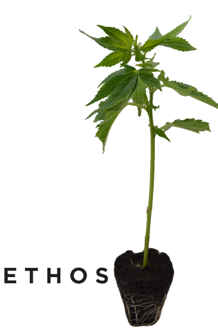 Lilac Cookies Ethos Genetics Clone
